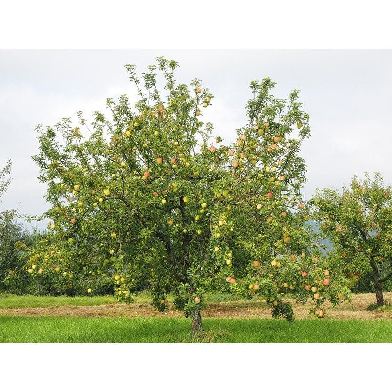 Malus 'Gala' - Appelboom