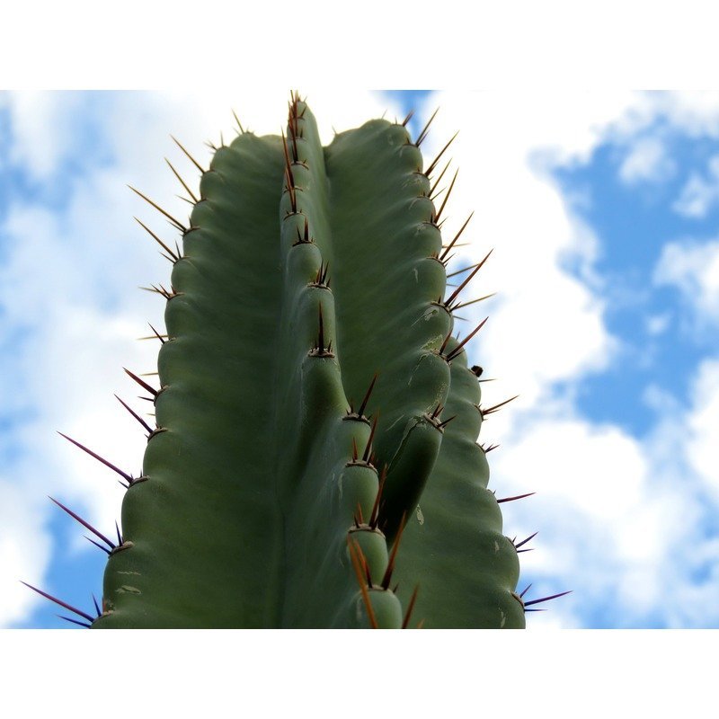 Agave desmettiana 'Variegata'