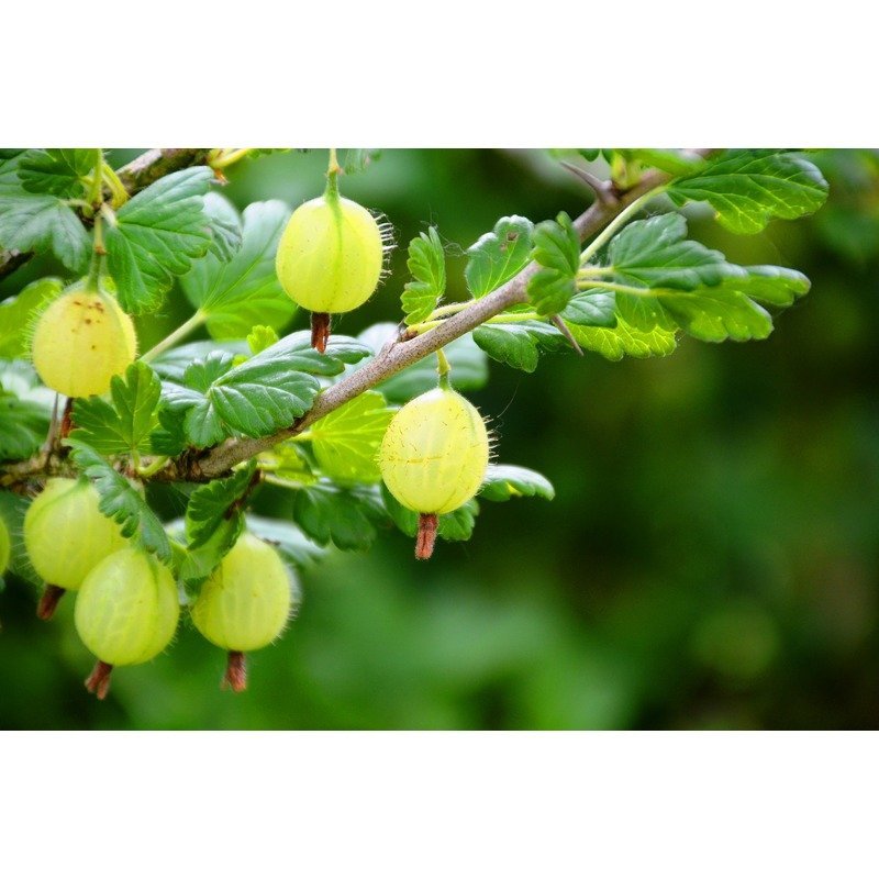 Ribes uva-crispa 'Invicta' - Kruisbessen Struik