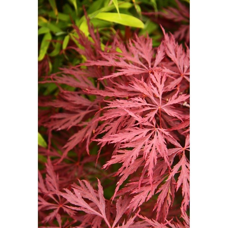 Acer palmatum 'Jerre Schwartz' - Japanse esdoorn