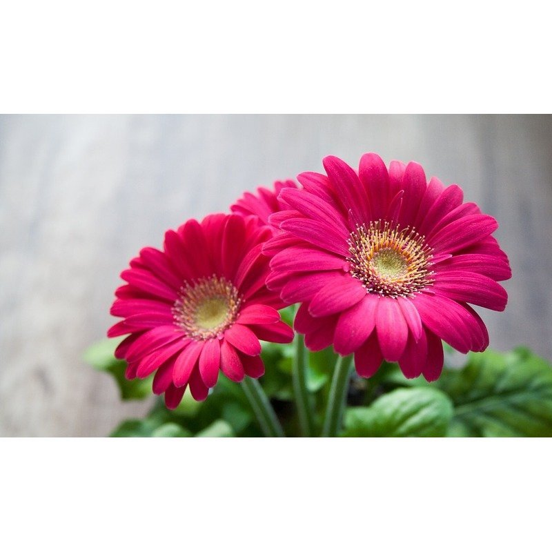 Gerbera 'Garvinea'