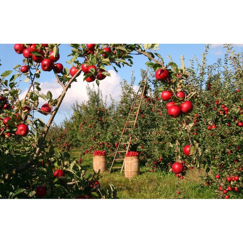 Malus domestica 'Braeburn' - Appelboom