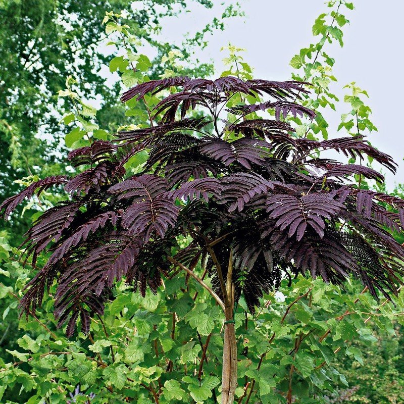 Albizia julibrissin 'Summer Chocolate' - Perzische slaapboom - Rood