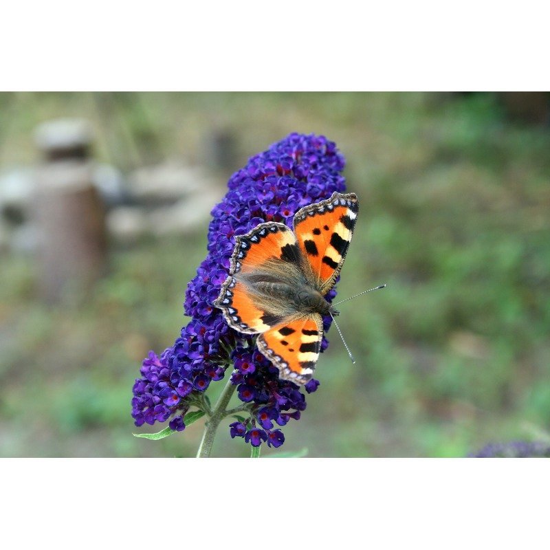 Buddleja davidii - Vlinderstruik