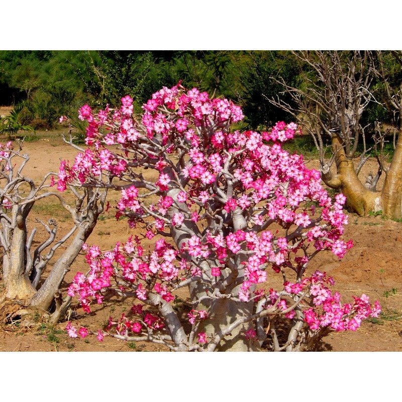 Adenium obesum - Woestijnroos