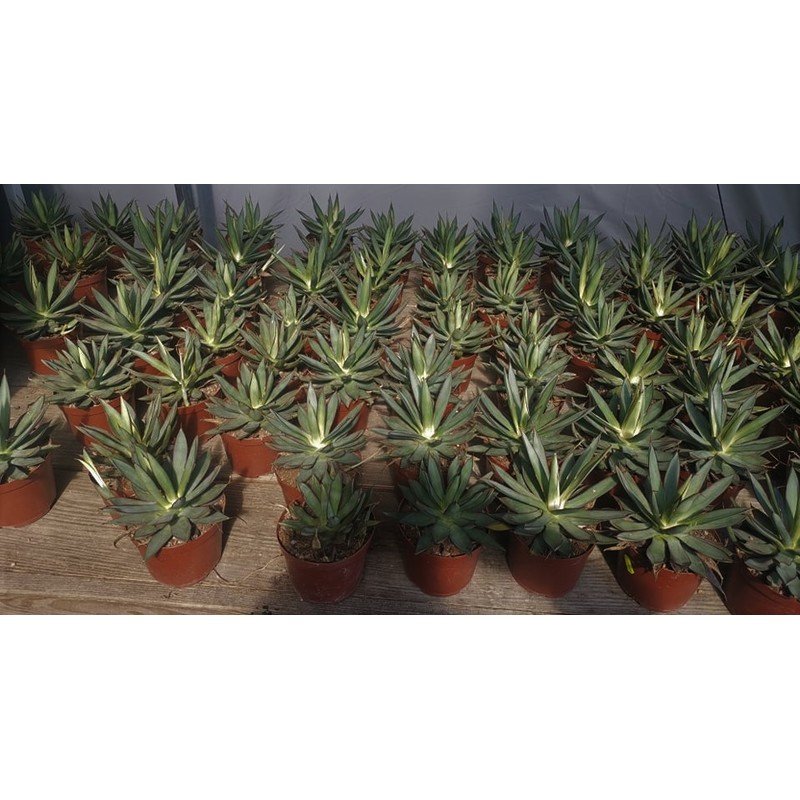 Agave 'Burnt Burgundy'