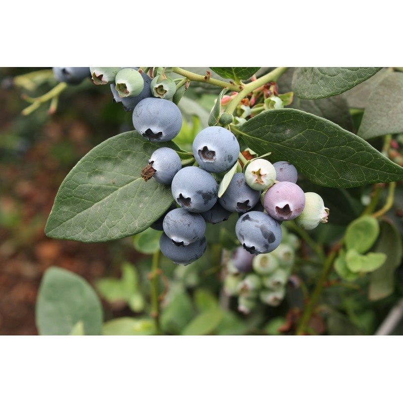 Vaccinium corymbosum - Blauwe Bosbessen