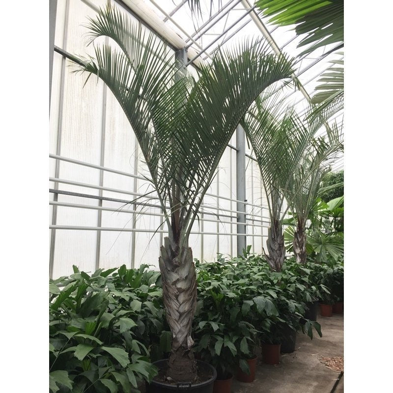 Driehoekspalm -  Dypsis Decaryi