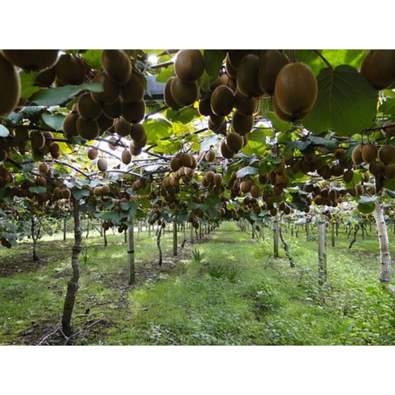 Actinidia arguta 'Issai' - Kiwiplant