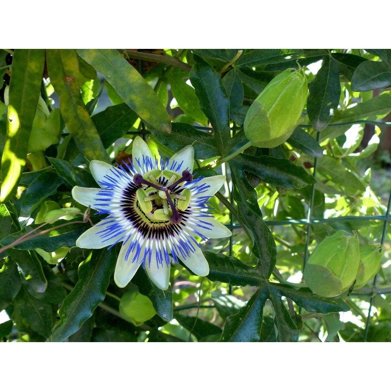 Passiflora edulis Maracuja - Passiebloem - Passievrucht