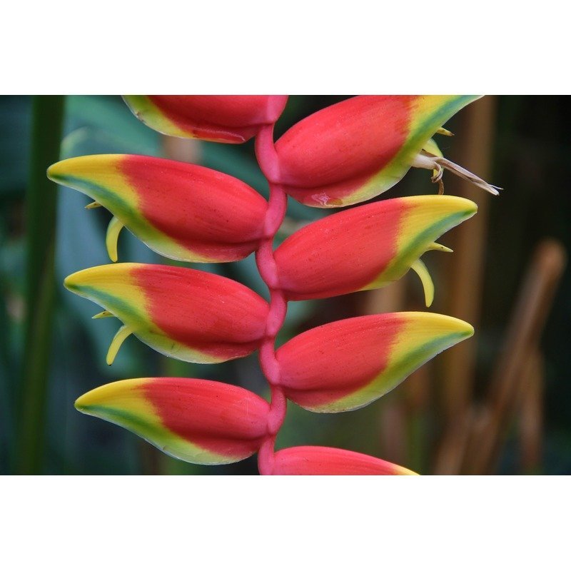 Heliconia 'Hawaii'