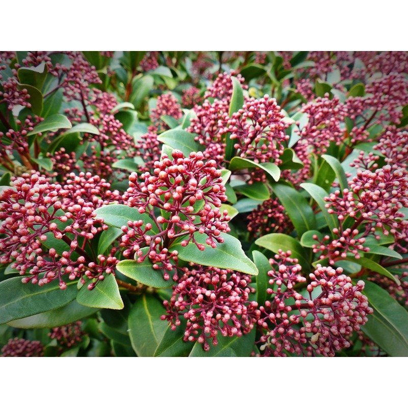 Skimmia japonica 'Rubella'