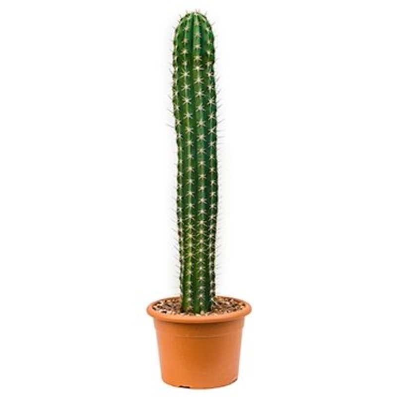 Cactus woestijnplant - Cactussen