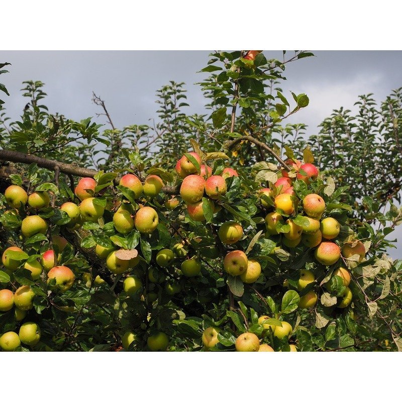 Malus 'Golden Delicious' - Appelboom - Biologisch - Supermarktappels