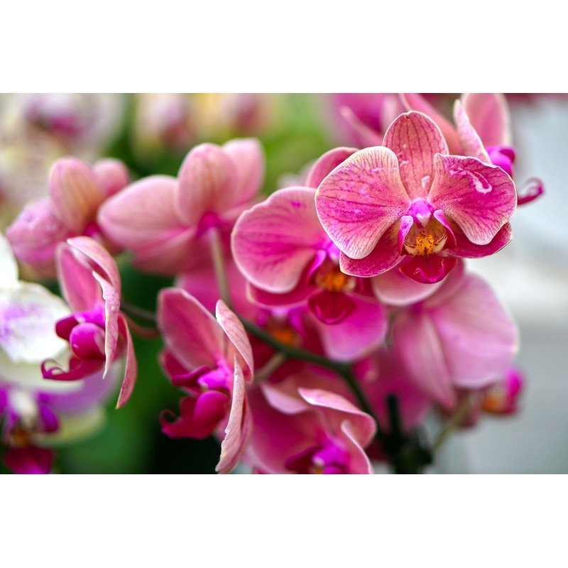 Phalaenopsis - Vlinder orchidee