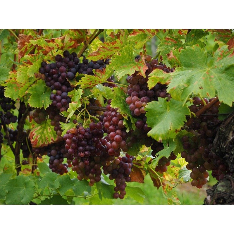 Vitis vinifera - Rode druiven plant - Biologisch