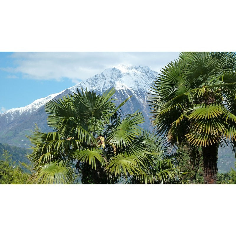 Trachycarpus takil 'Kalamuni' - Kumaon Palm