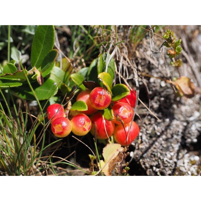 Vaccinium corymbosum - Roze Bosbessen