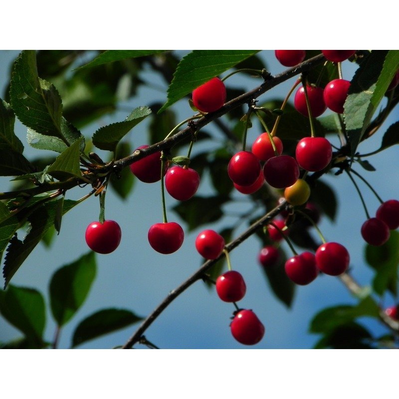 Prunus avium 'Helena' - Kersenplant