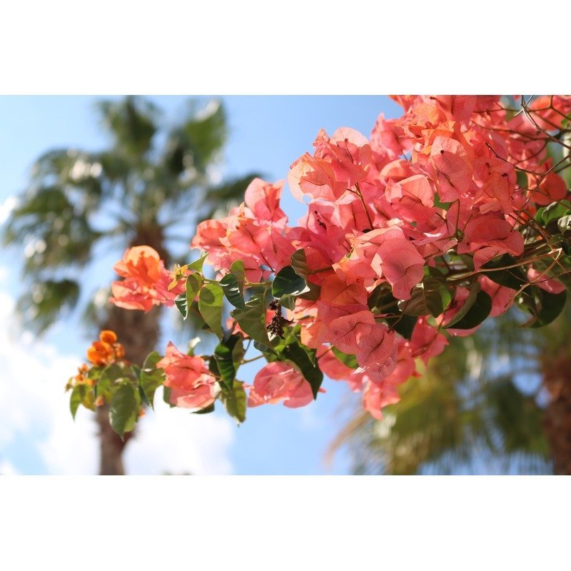 Bougainvillea