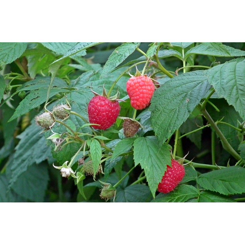 Rubus idaeus 'Autumn Bliss' - Frambozenplant