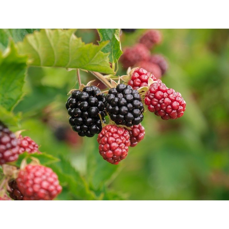 Rubus Black Satin Blackberry - Bramenstruik