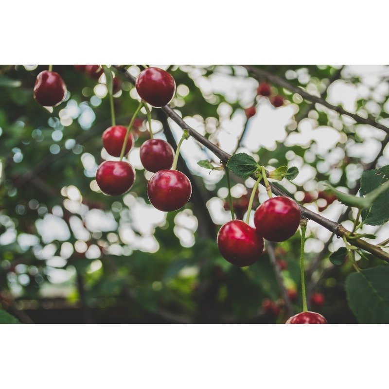 Prunus avium 'Sylvia' - Donkerrode kersenplant