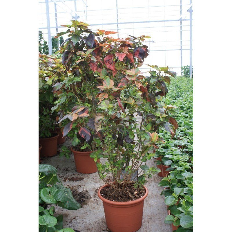 Acalypha wilkesiana