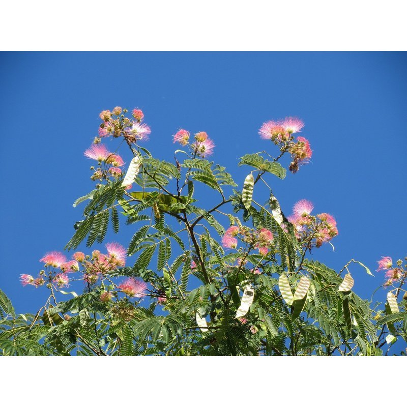 Albizia julibrissin - Perzische Slaapboom