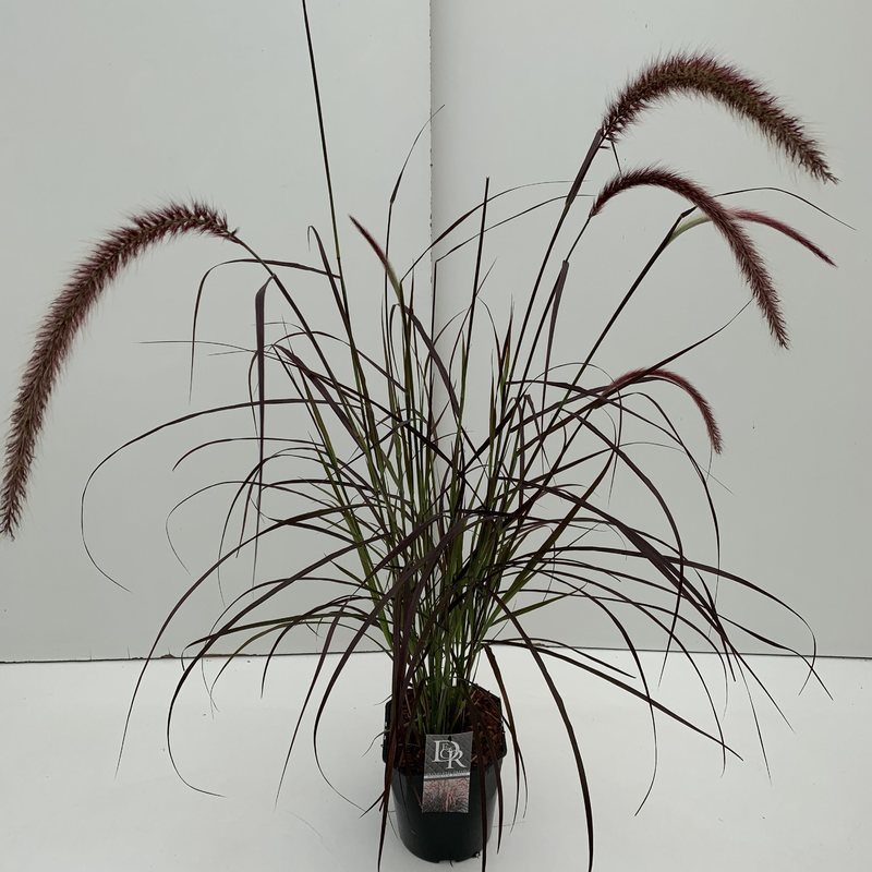 pennisetum advena Rubrum - Winterhard Siergras - Met bloem