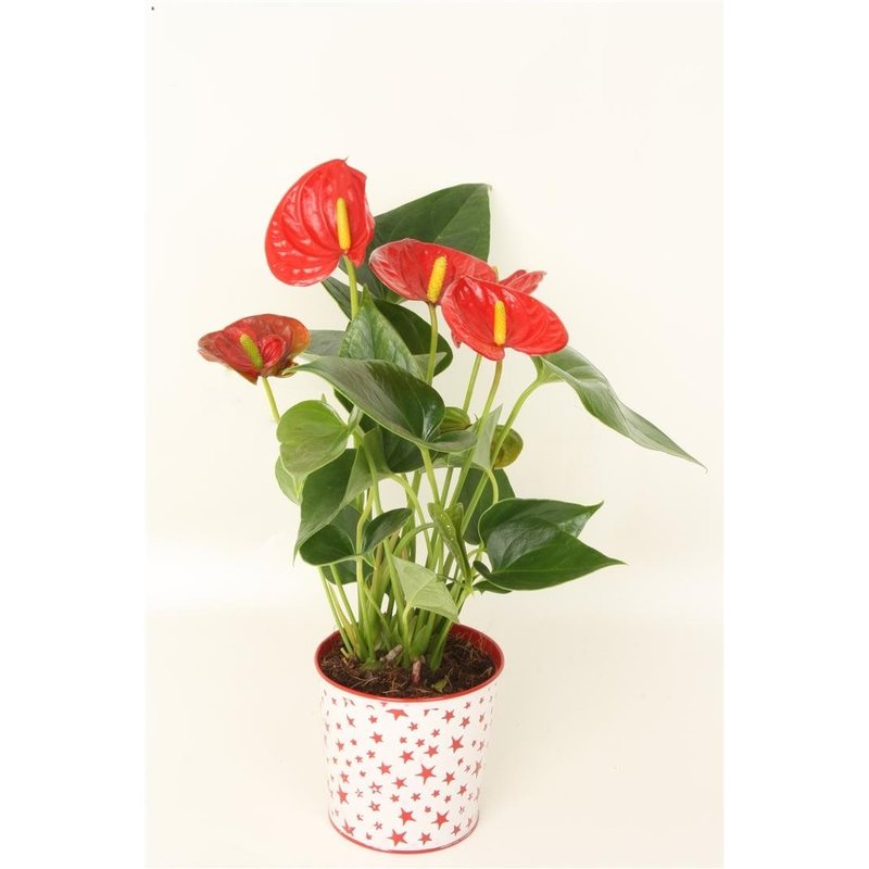 Success anthuriums - Flamingoplant