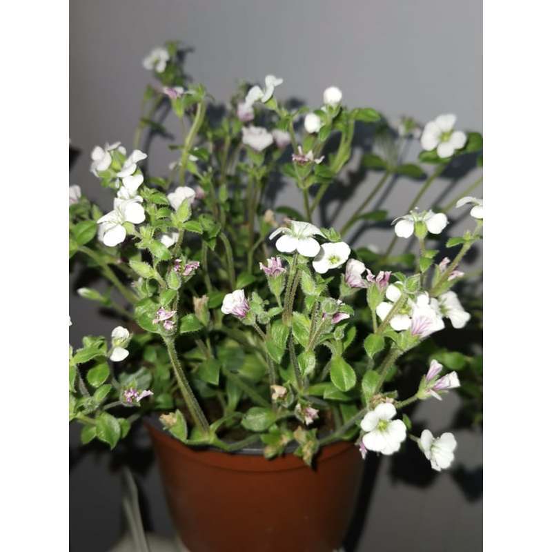 Gipskruid - Gypsophila cerastioides