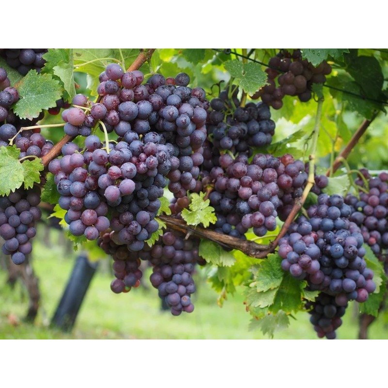 Vitis vinifera 'Boskoop Glory' - Wilde blauwe druif - Biologisch