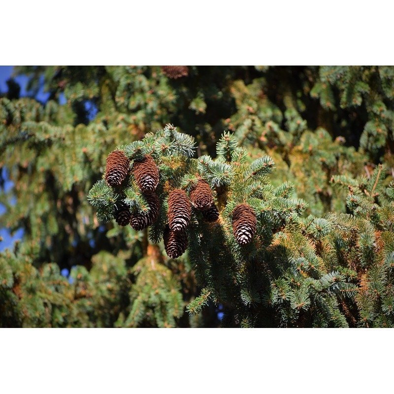 Picea glauca 'Conica' - Dwergspar