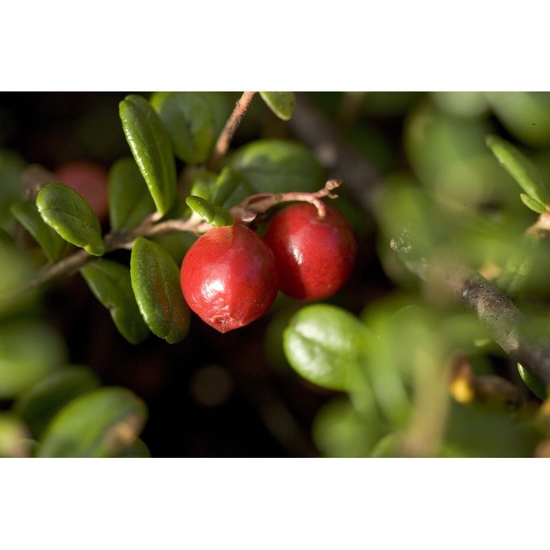 Vaccinium macrocarpon - Cranberry Struik