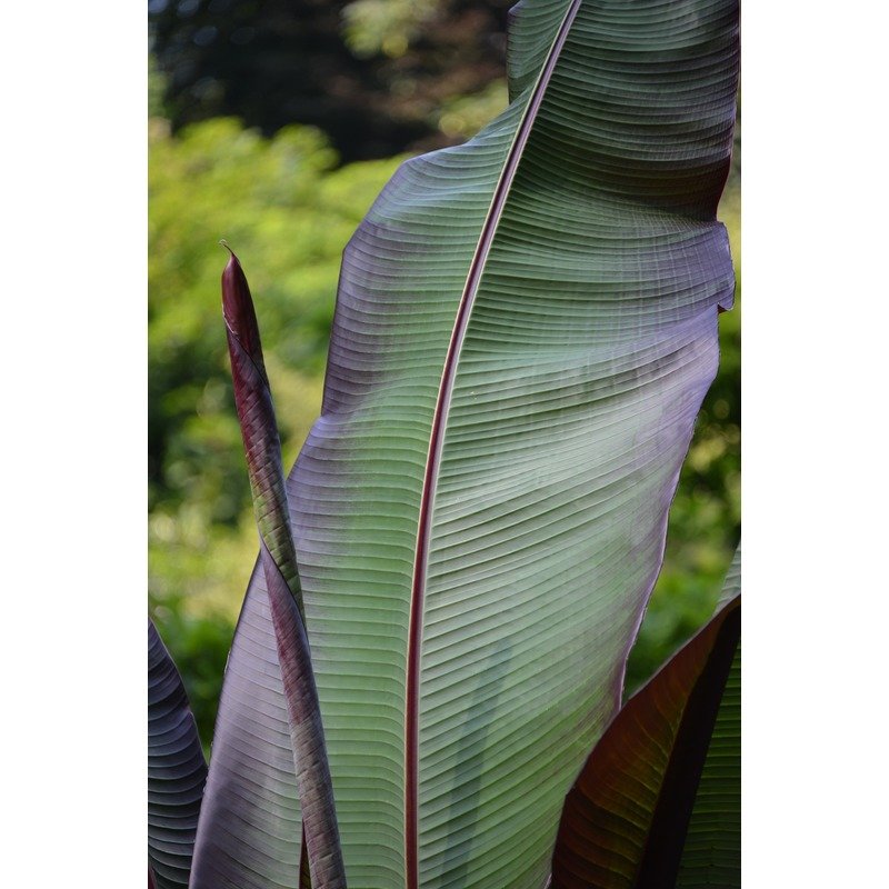 Ensete ventricosum 'Maurellii' - Rode bananenplant