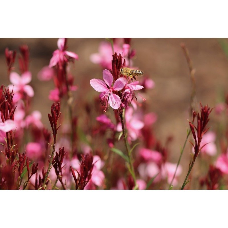 Gaura lindheimeri - Vlinderkruid