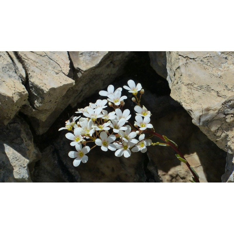 Saxifraga - Steenbreek