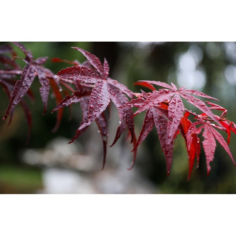 Acer palmatum 'Atropurpureum' - Japanse Esdoorn