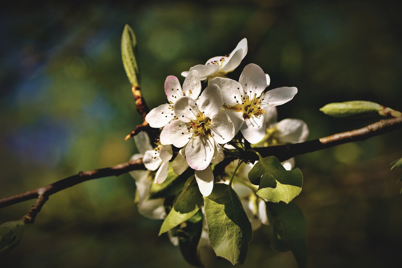 Eetbare tuin