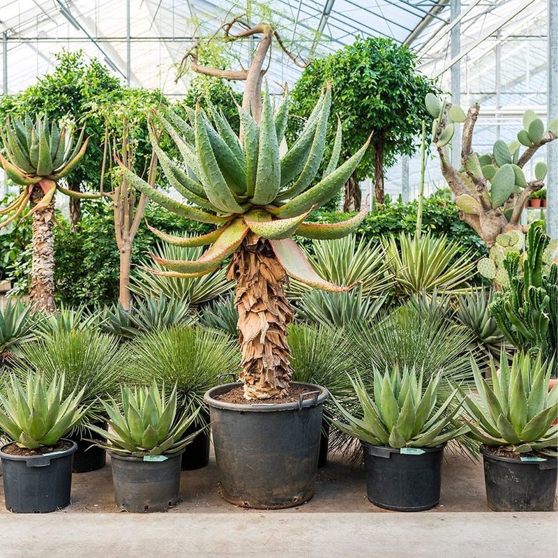 Overige Bomen en Planten