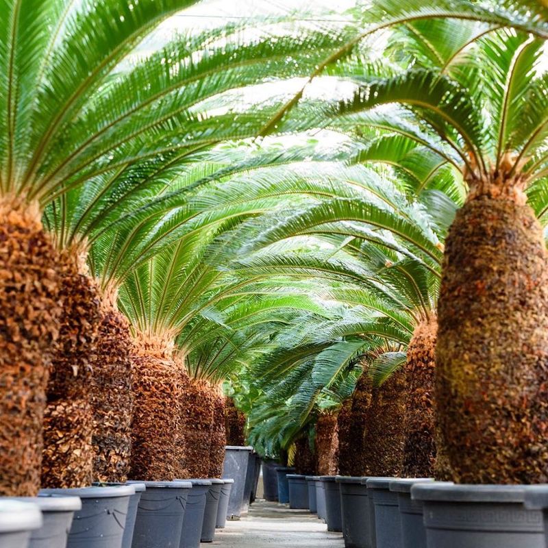 Mediterrane bomen