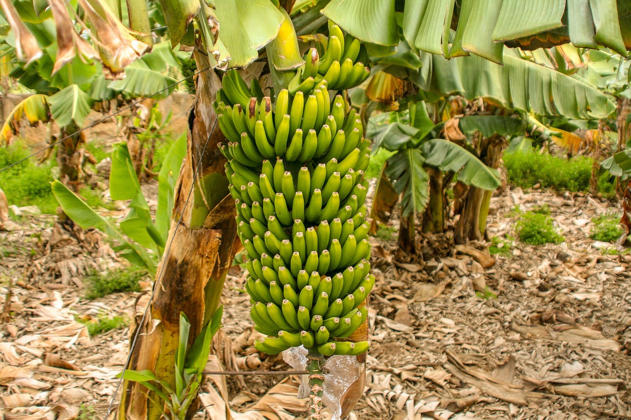 Bananenplanten