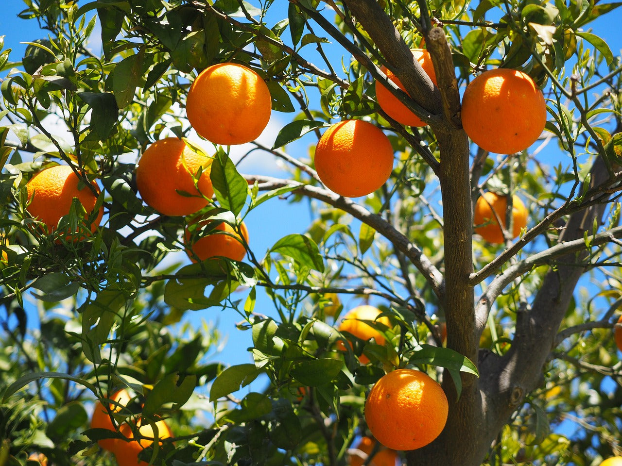 Citrus bomen