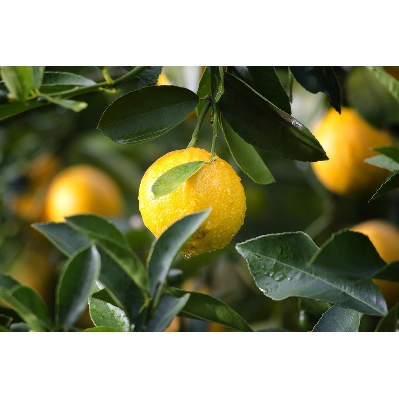 Citrus bomen