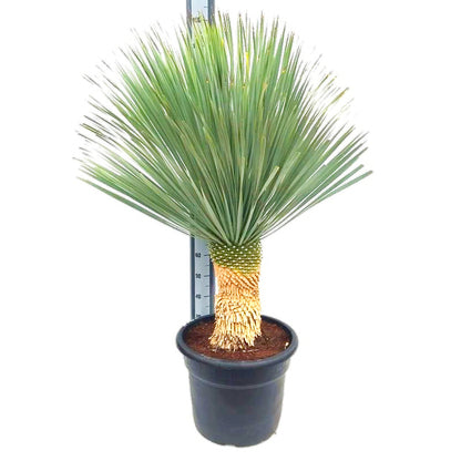 yucca rostrata kopen