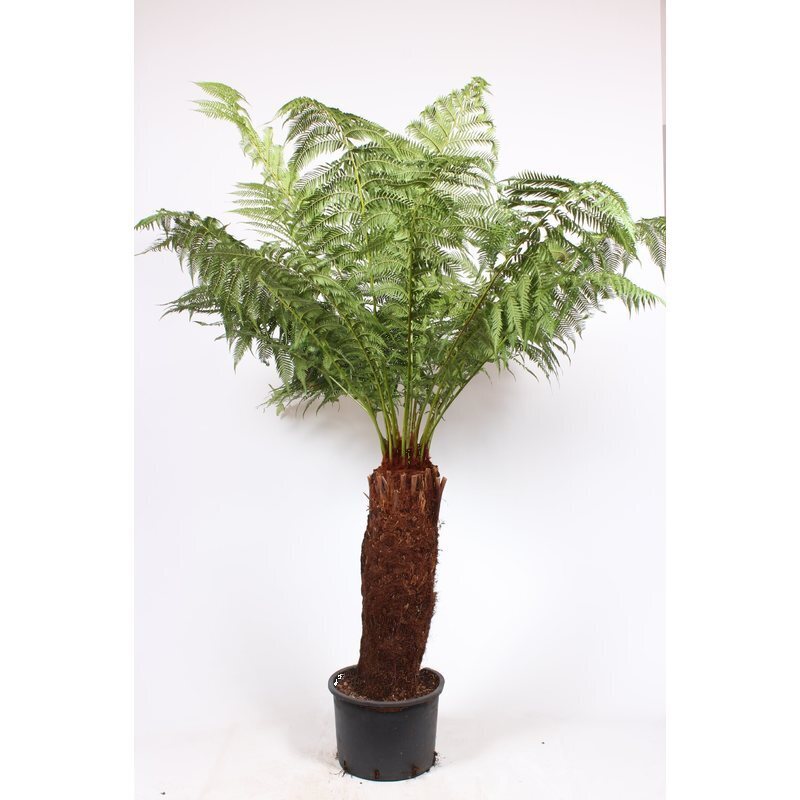 Dicksonia antartica kopen Stam 70-80 cm