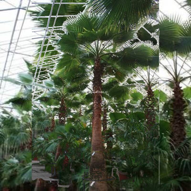 washingtonia robusta snoeien