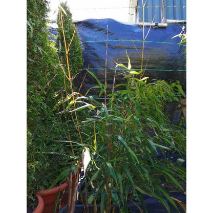 Phyllostachys aureosulcata verzorging NL Kweek