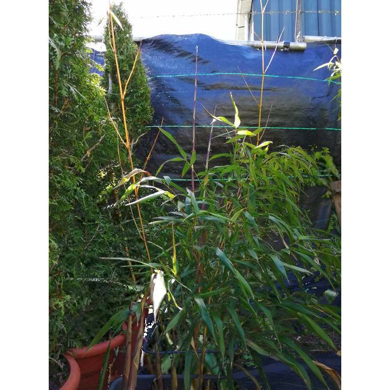 Phyllostachys aureosulcata verzorging NL Kweek